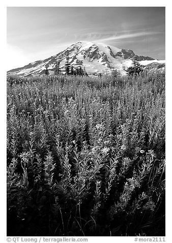 Dense field of wildflowers and Mt Rainier from Paradise, late afternoon. Mount Rainier National Park (black and white)