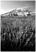 Dense field of wildflowers and Mt Rainier from Paradise, late afternoon. Mount Rainier National Park, Washington, USA. (black and white)