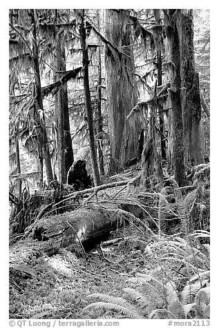 Ferns, mosses, and trees, Carbon rainforest. Mount Rainier National Park (black and white)