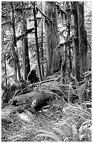 Ferns, mosses, and trees, Carbon rainforest. Mount Rainier National Park, Washington, USA. (black and white)