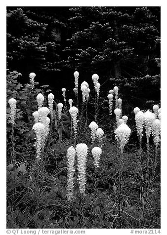 Beargrass. Mount Rainier National Park (black and white)
