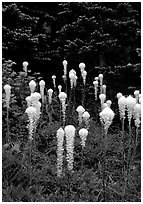 Beargrass. Mount Rainier National Park, Washington, USA. (black and white)