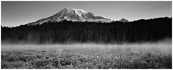 Wildlflowers, rising fog, and Mt Rainer at dawn. Mount Rainier National Park (Panoramic black and white)