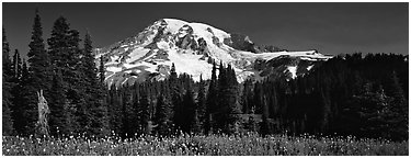 Flowers, trees, and snow-covered mountain. Mount Rainier National Park (Panoramic black and white)