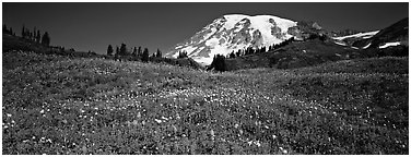 Wildflower meadow and snow-capped mountain. Mount Rainier National Park (Panoramic black and white)