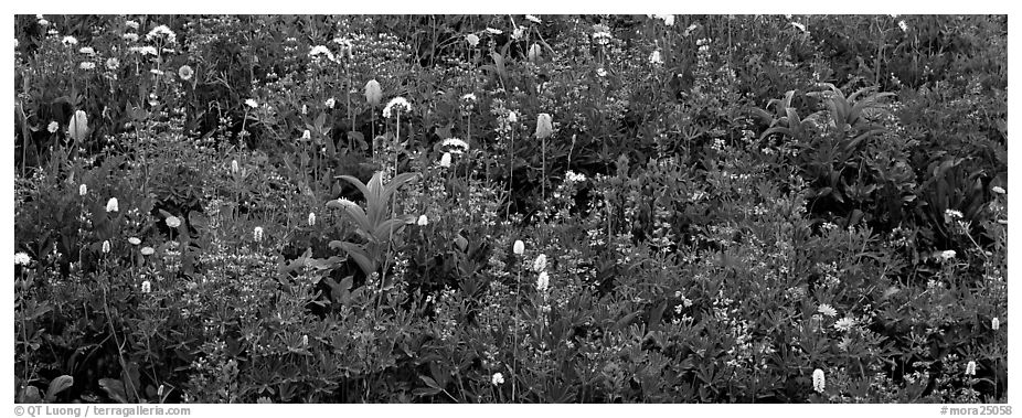 Close-up of flowers in meadow. Mount Rainier National Park (black and white)