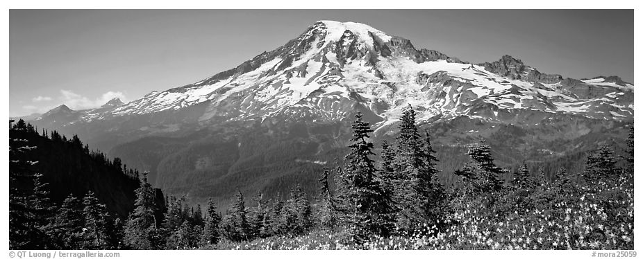 Avalanche lillies and Mount Rainier. Mount Rainier National Park (black and white)