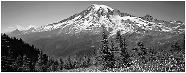 Avalanche lillies and Mount Rainier. Mount Rainier National Park (Panoramic black and white)
