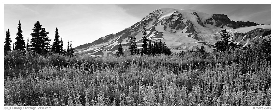 Carpet of wildflowers and snowy mountain. Mount Rainier National Park (black and white)