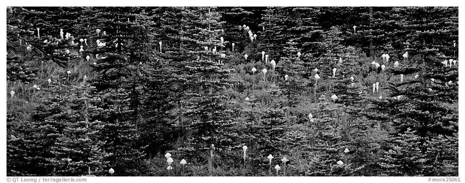 Bear grass and connifers. Mount Rainier National Park (black and white)