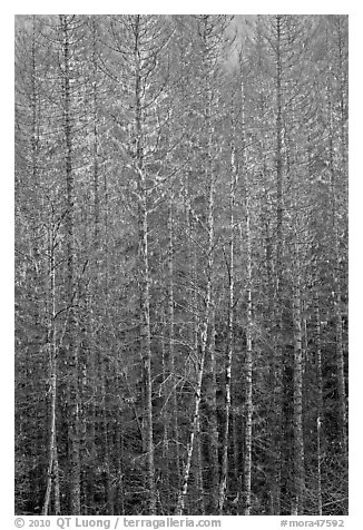 Bare forest, Westside. Mount Rainier National Park (black and white)