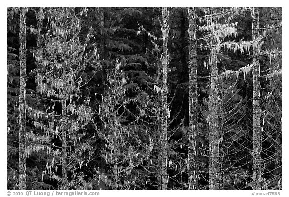Trees with lichens hanging from branches. Mount Rainier National Park (black and white)