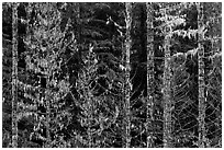Trees with lichens hanging from branches. Mount Rainier National Park ( black and white)