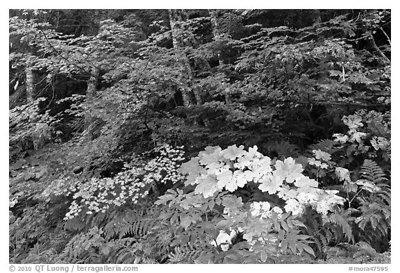 Big leaf maple on forest floor. Mount Rainier National Park (black and white)