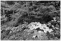 Big leaf maple on forest floor. Mount Rainier National Park ( black and white)