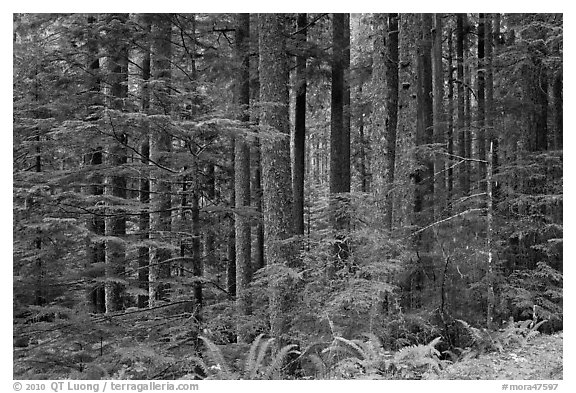 Forest. Mount Rainier National Park (black and white)