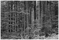 Forest. Mount Rainier National Park, Washington, USA. (black and white)