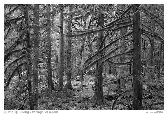 Trees with moss-covered branches. Mount Rainier National Park (black and white)