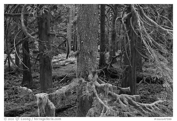 Westside rainforest. Mount Rainier National Park, Washington, USA.