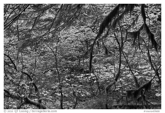 Autumn foliage in rainforest. Mount Rainier National Park (black and white)