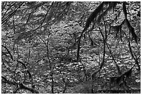 Autumn foliage in rainforest. Mount Rainier National Park ( black and white)