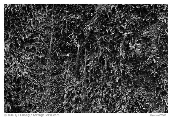 Water seeps over fern-covered rock. Mount Rainier National Park (black and white)