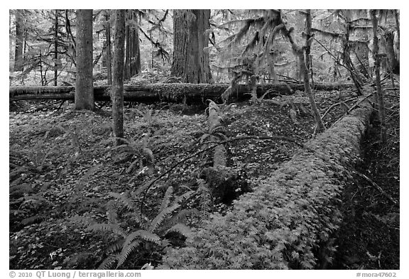 Ferns and fallen log. Mount Rainier National Park, Washington, USA.