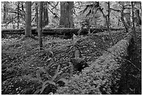 Ferns and fallen log. Mount Rainier National Park, Washington, USA. (black and white)