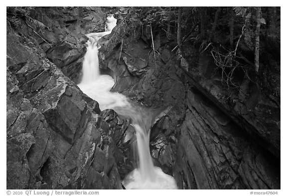 Van Trump Creek. Mount Rainier National Park (black and white)