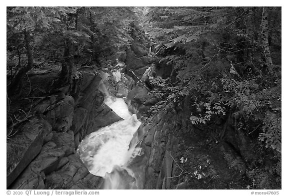 Water rushes down Van Trump Creek. Mount Rainier National Park (black and white)