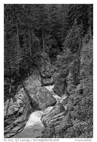 Creek in verdant forest. Mount Rainier National Park, Washington, USA.