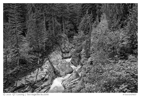 Van Trump Creek flows in lush forest. Mount Rainier National Park (black and white)