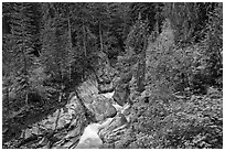 Van Trump Creek flows in lush forest. Mount Rainier National Park ( black and white)