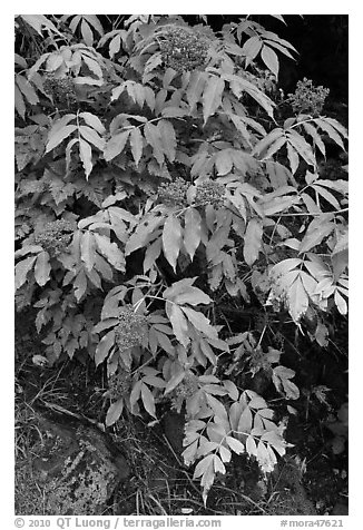 Shrubs with red berries in fall. Mount Rainier National Park (black and white)