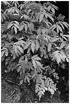 Shrubs with red berries in fall. Mount Rainier National Park ( black and white)