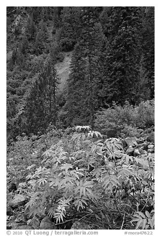 Shrub with berries and conifer forest. Mount Rainier National Park, Washington, USA.