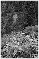 Shrub with berries and conifer forest. Mount Rainier National Park, Washington, USA. (black and white)