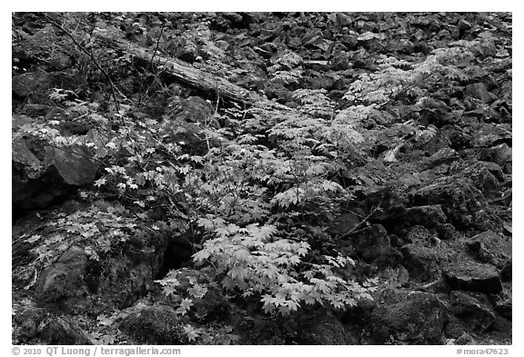 Shrubs in autumn color growing on talus slope. Mount Rainier National Park, Washington, USA.