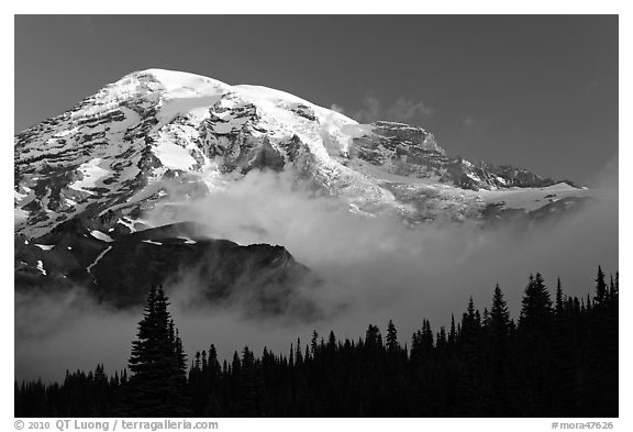 Mt Rainier, above fog and treeline at sunrise. Mount Rainier National Park, Washington, USA.