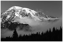 Mt Rainier, above fog and treeline at sunrise. Mount Rainier National Park, Washington, USA. (black and white)