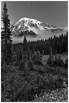 Conifer forest, meadows, and Mt Rainier viewed from below Paradise. Mount Rainier National Park, Washington, USA. (black and white)