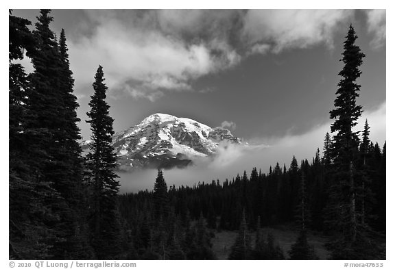 Conifers, clouds, and Mount Rainier. Mount Rainier National Park, Washington, USA.