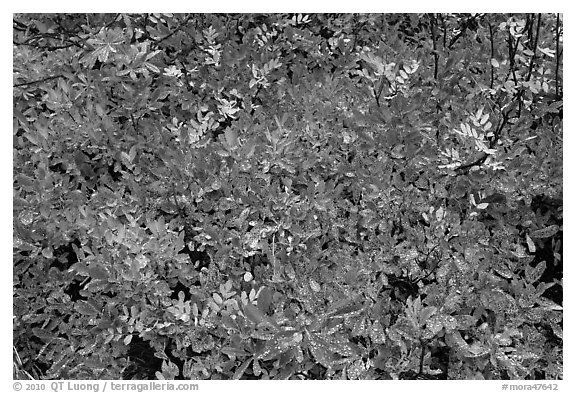 Close-up of multicolored berry leaves. Mount Rainier National Park (black and white)