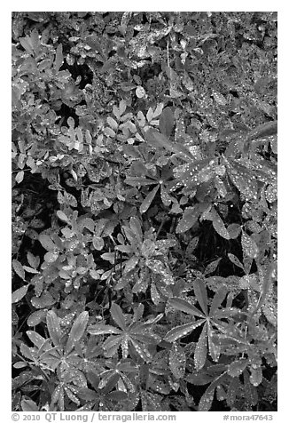 Berry leaves with water droplets. Mount Rainier National Park, Washington, USA.