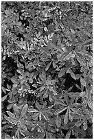 Berry leaves with water droplets. Mount Rainier National Park ( black and white)