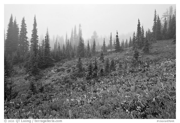 Foggy alpine meadows in autumn. Mount Rainier National Park (black and white)