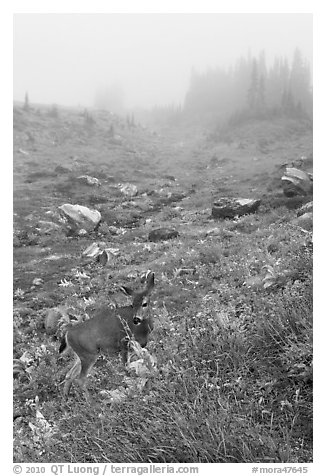 Deer in foggy alpine meadows, Paradise. Mount Rainier National Park, Washington, USA.