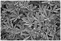 Close-up of lupine with rain droplets. Mount Rainier National Park ( black and white)