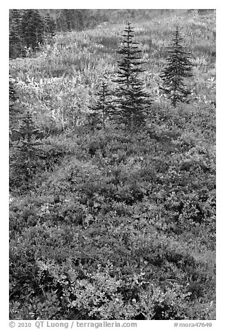 Alpine meadaw with berry plants in autumn color. Mount Rainier National Park, Washington, USA.