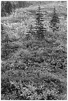 Alpine meadaw with berry plants in autumn color. Mount Rainier National Park ( black and white)